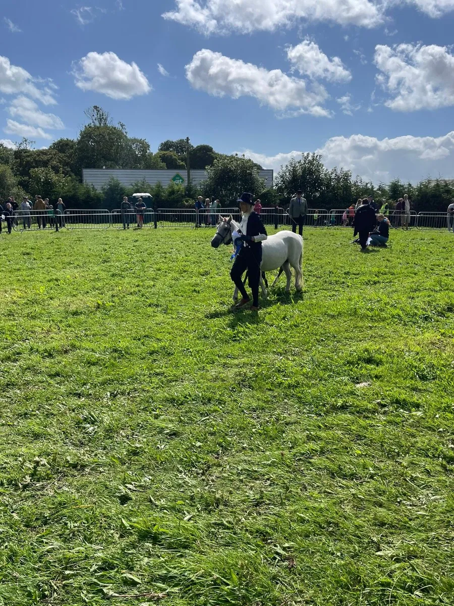 Show pony and foal for sale - Image 2