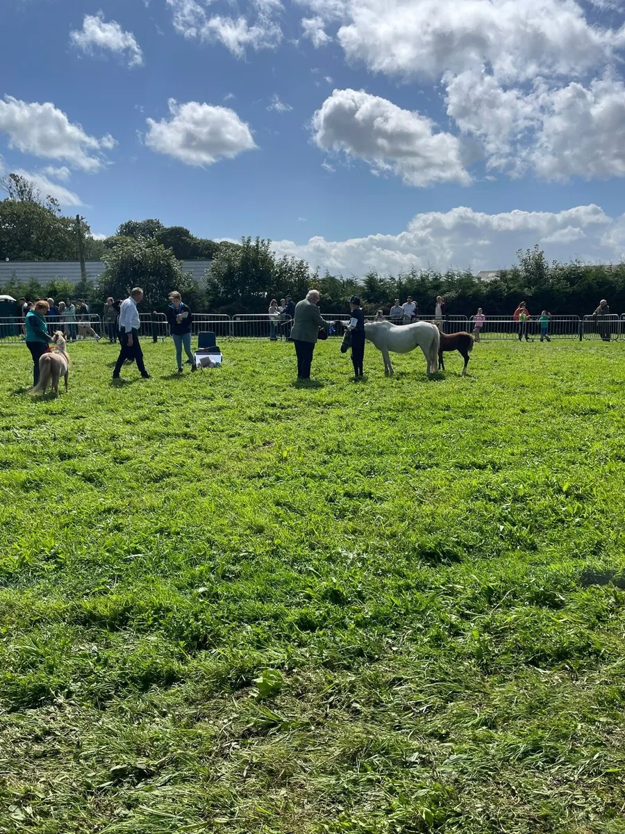 Show pony and foal for sale - Image 3