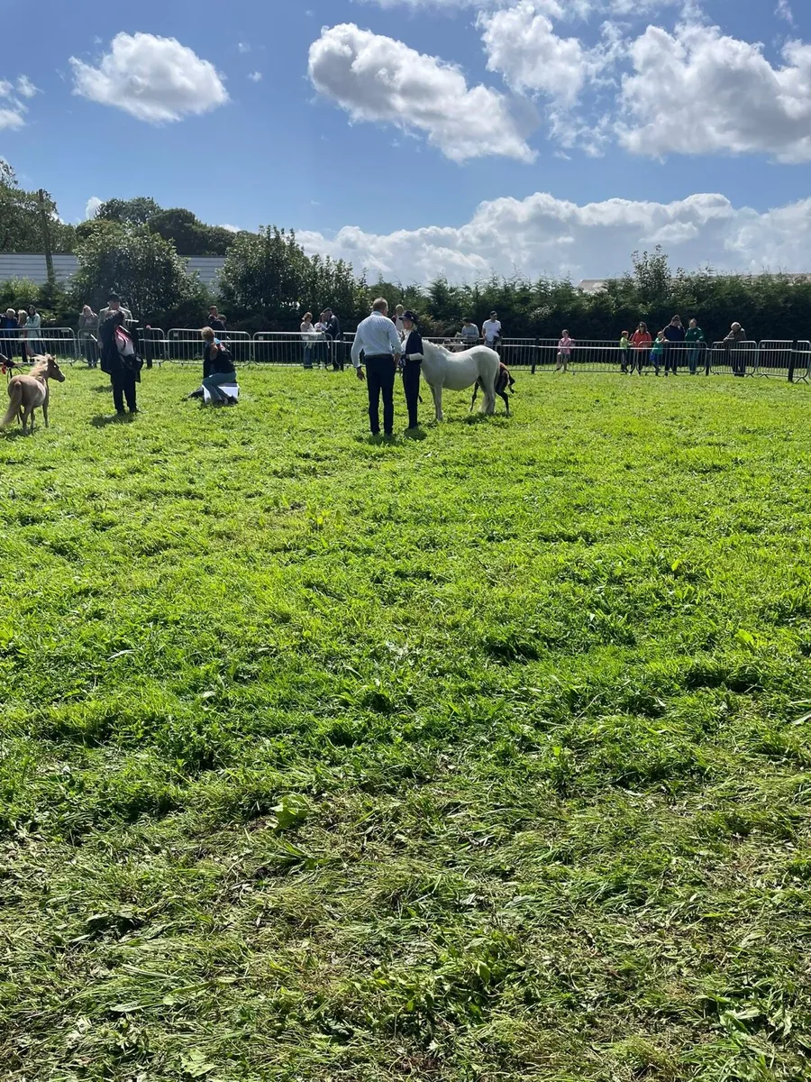 Show pony and foal for sale - Image 4