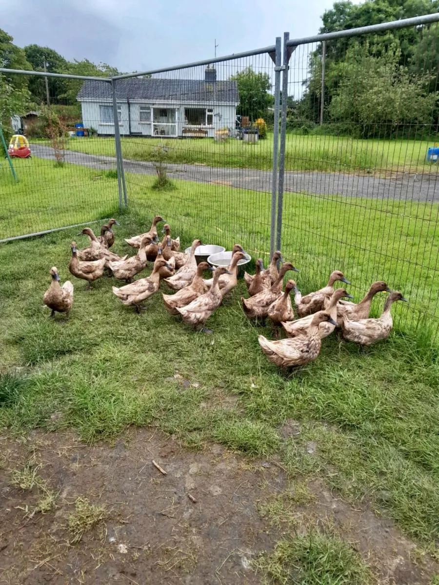 Ducks