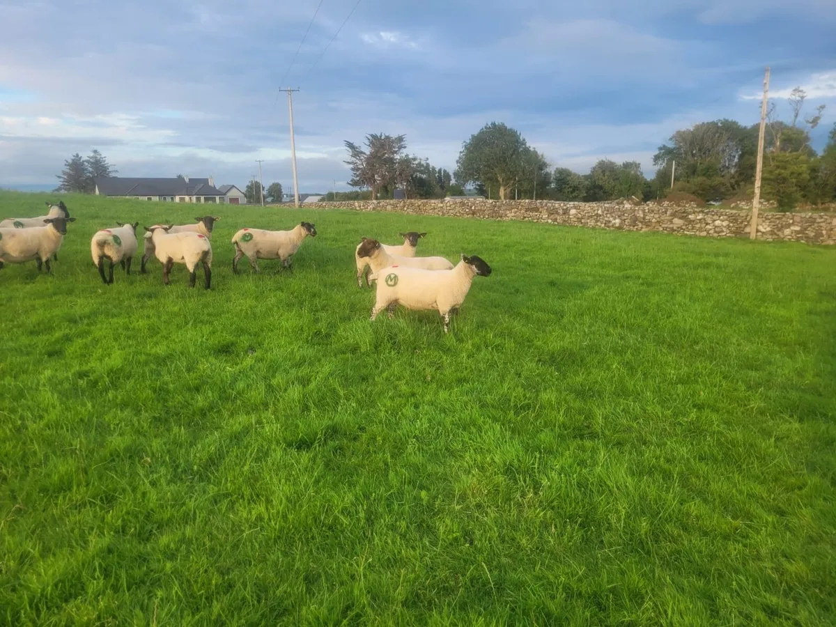 Excellent Suffolk X Hoggets - Image 2