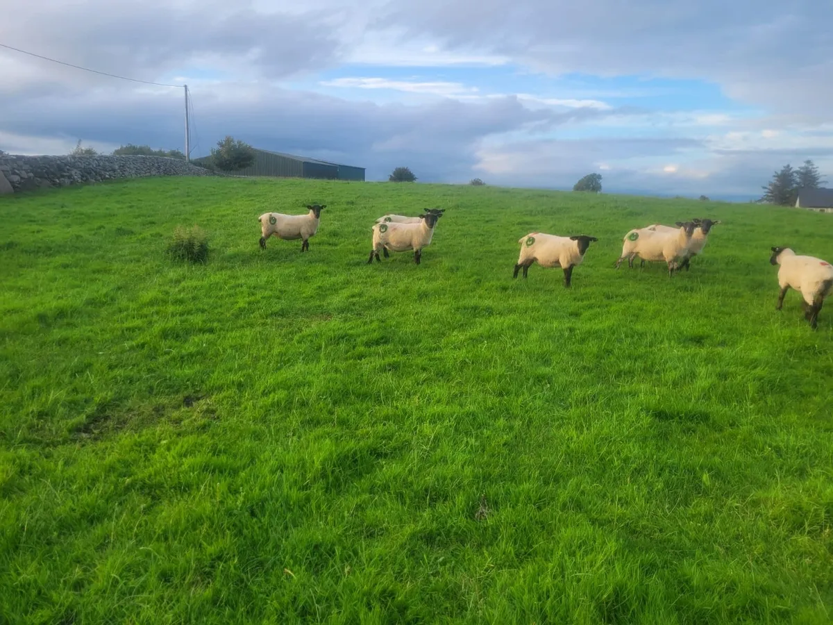 Excellent Suffolk X Hoggets - Image 3