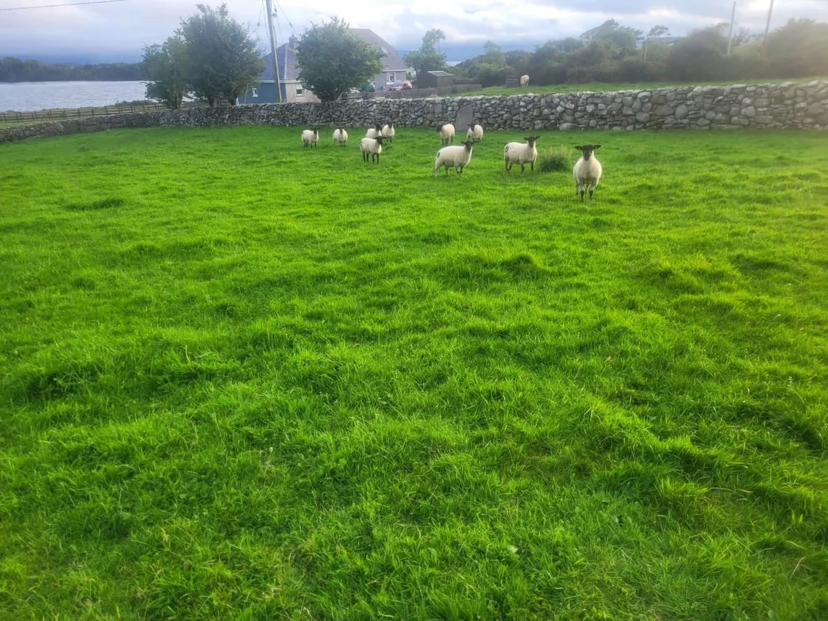 Excellent Suffolk X Hoggets - Image 4