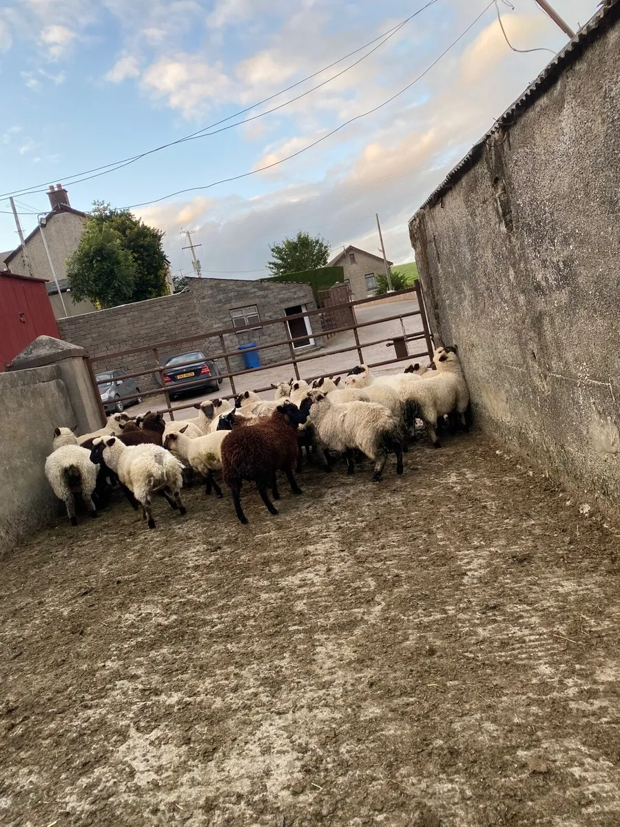 Store lambs - Image 1