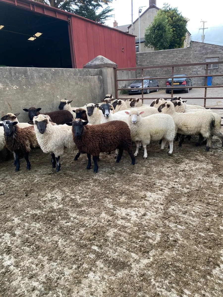 Store lambs - Image 2