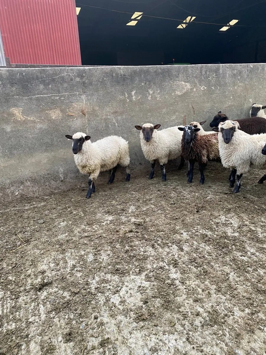 Store lambs - Image 3