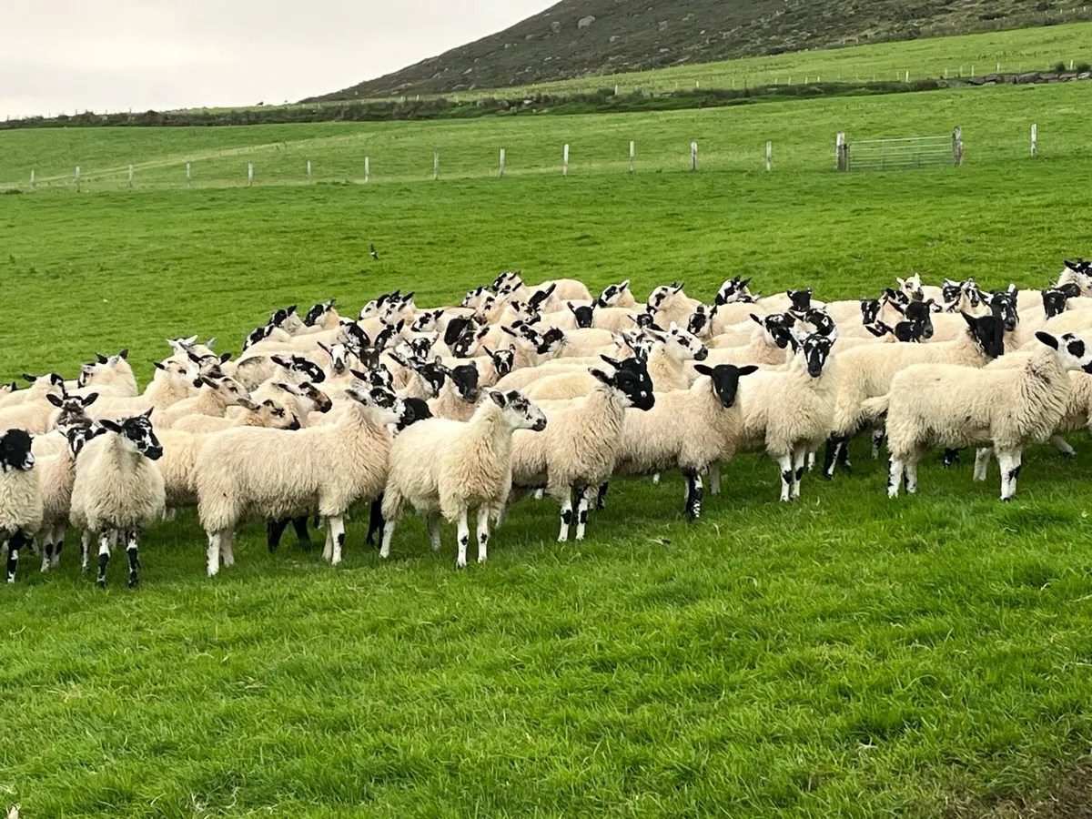 Mule ewe lambs - Image 1