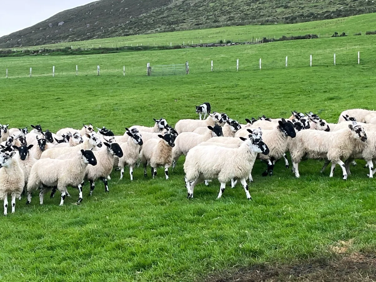 Mule ewe lambs - Image 3