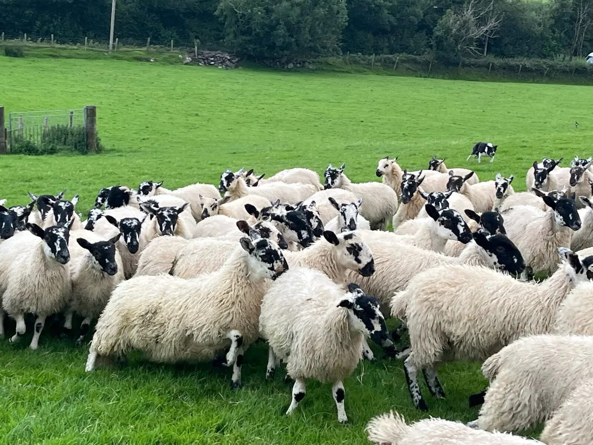 Mule ewe lambs - Image 4