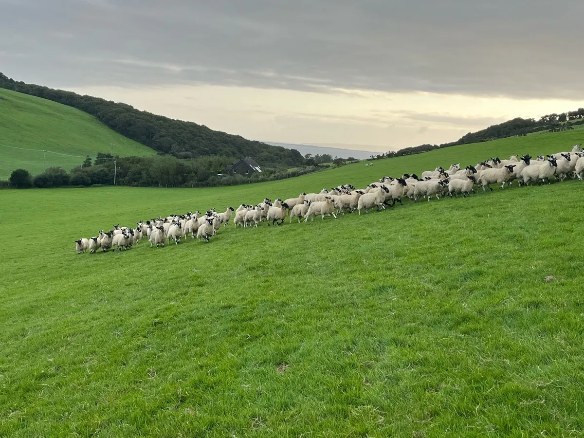Mule ewe lambs - Image 2