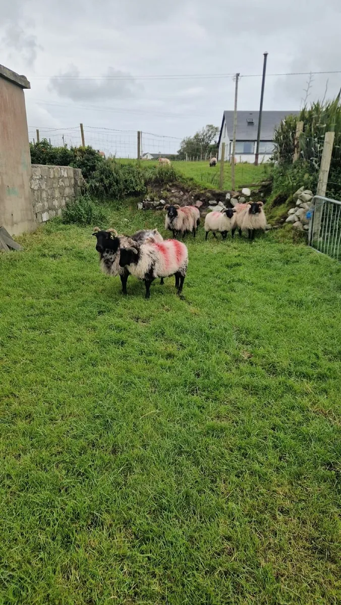 Mayo  mountain ramlambs - Image 1