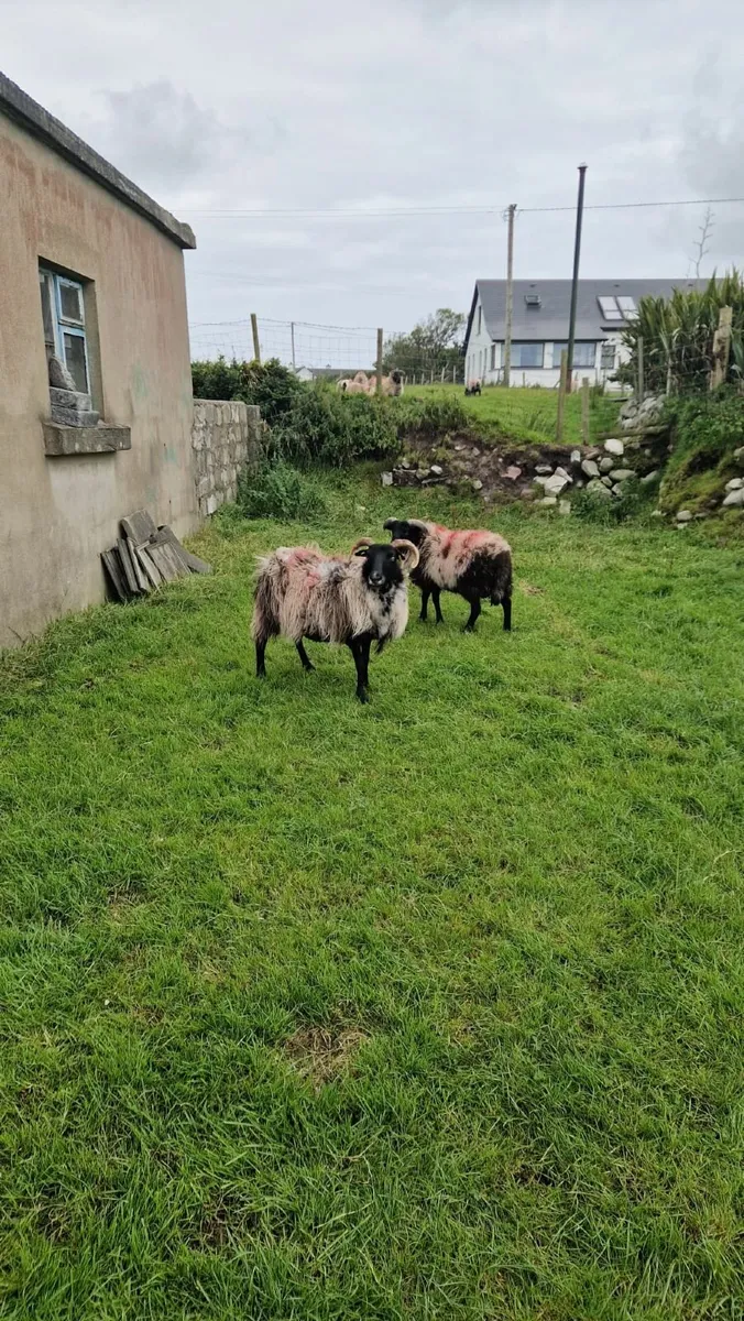 Mayo  mountain ramlambs - Image 3