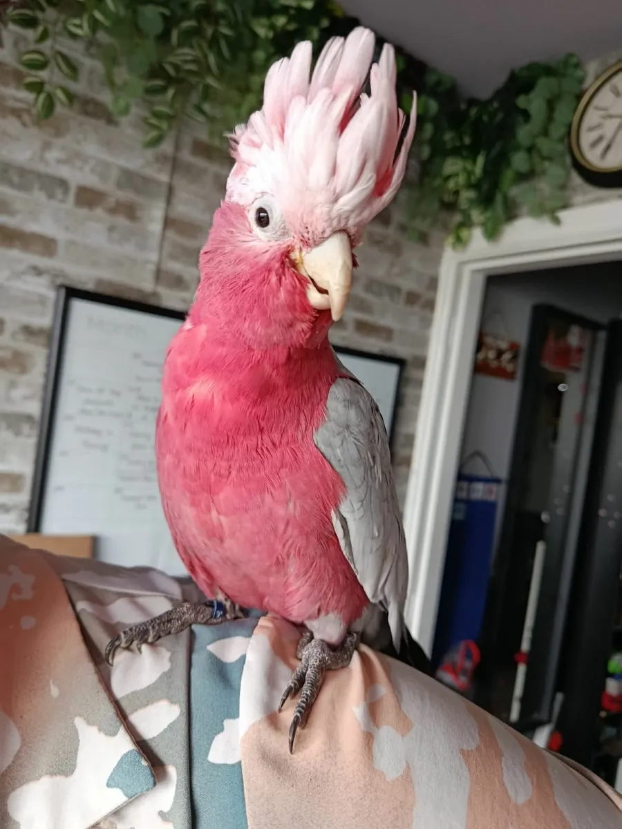 Parrot - Image 1