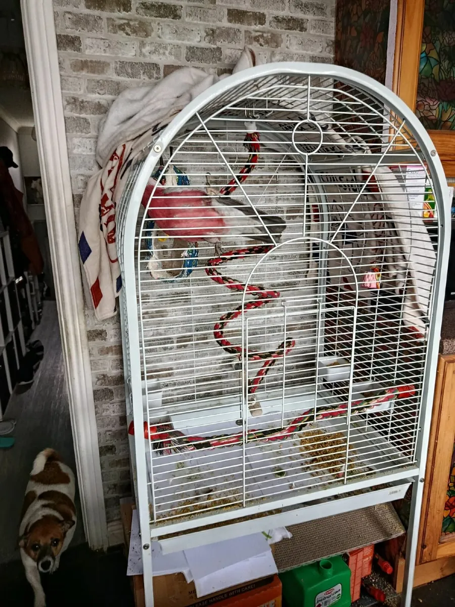 Parrot - Image 2