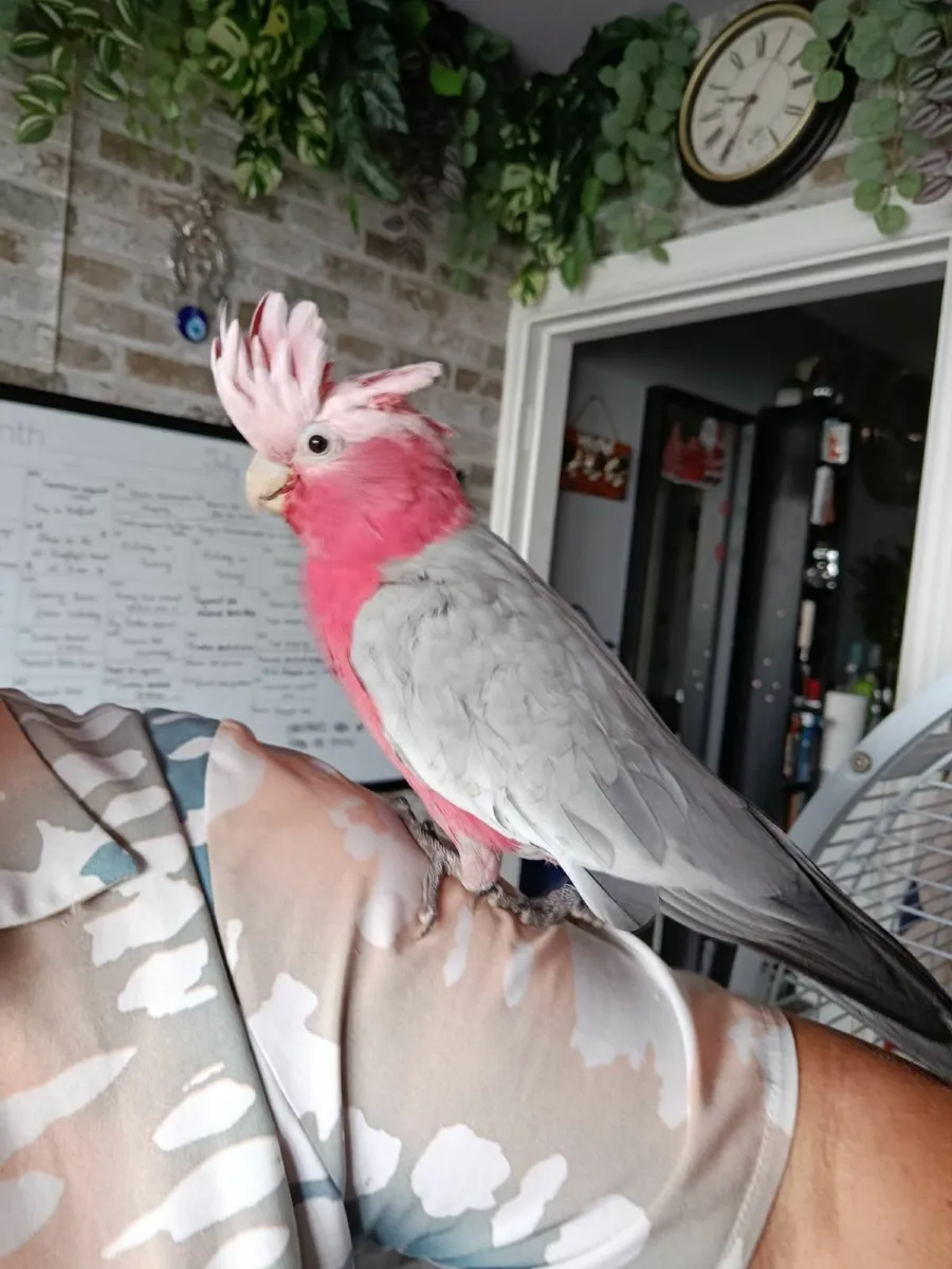 Parrot - Image 3