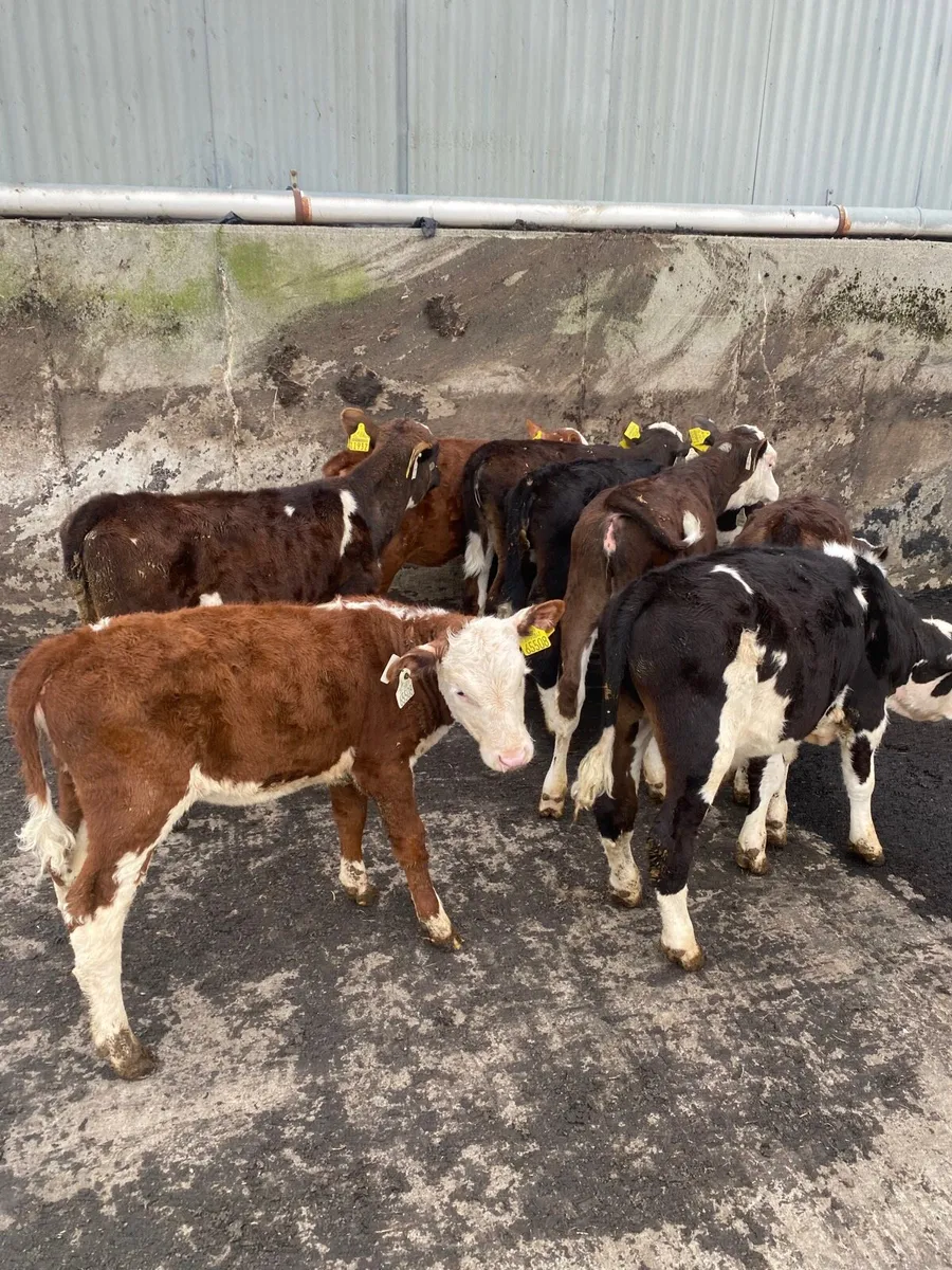 Reared calves - Image 1