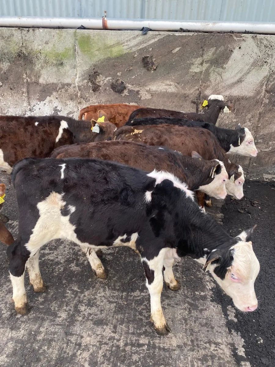 Reared calves - Image 2