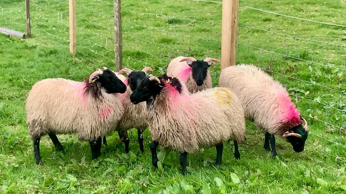 Westie Ewe Lambs - Image 1