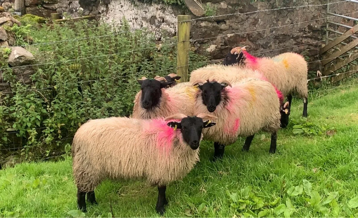 Westie Ewe Lambs - Image 2