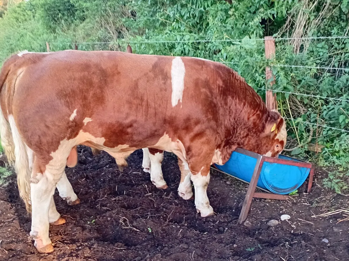 PB  Simmental Bulls - Image 1