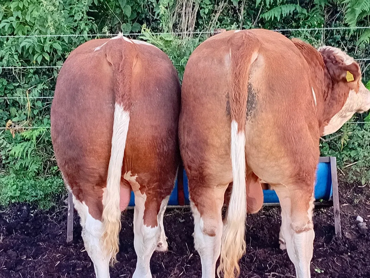 PB  Simmental Bulls - Image 2