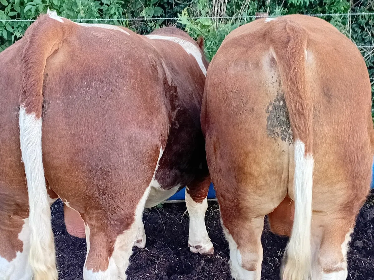 PB  Simmental Bulls - Image 3