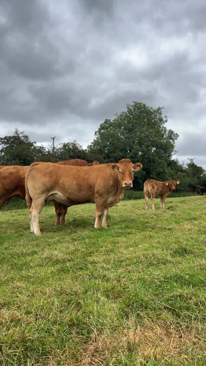 Two serious Limousin Teams for sale - Image 1