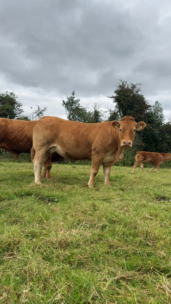 Two serious Limousin Teams for sale - Image 2