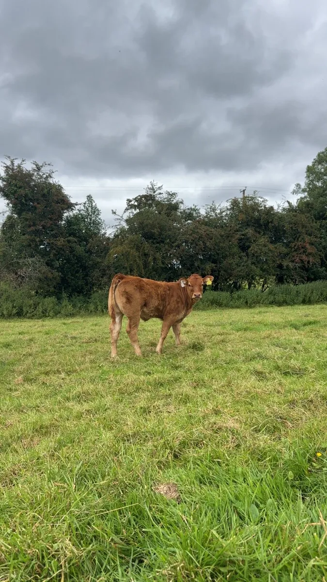 Two serious Limousin Teams for sale - Image 3