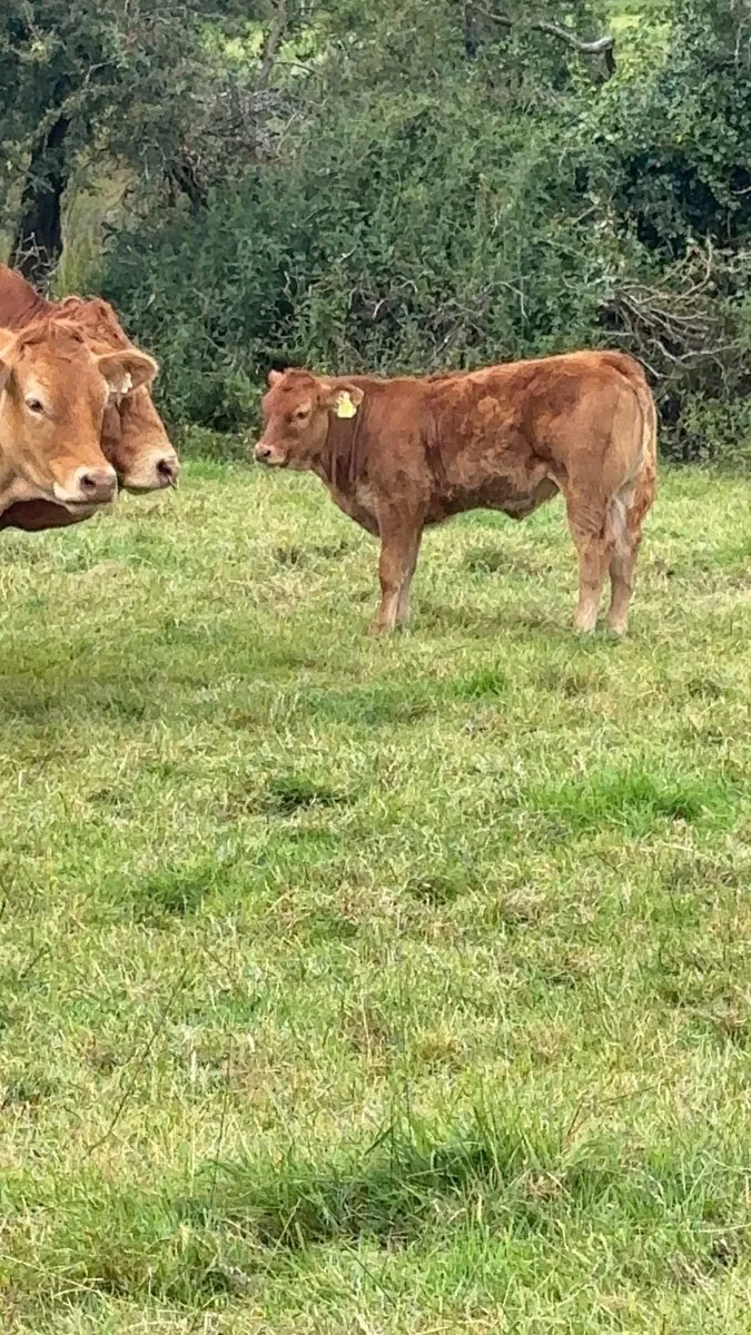Two serious Limousin Teams for sale - Image 4