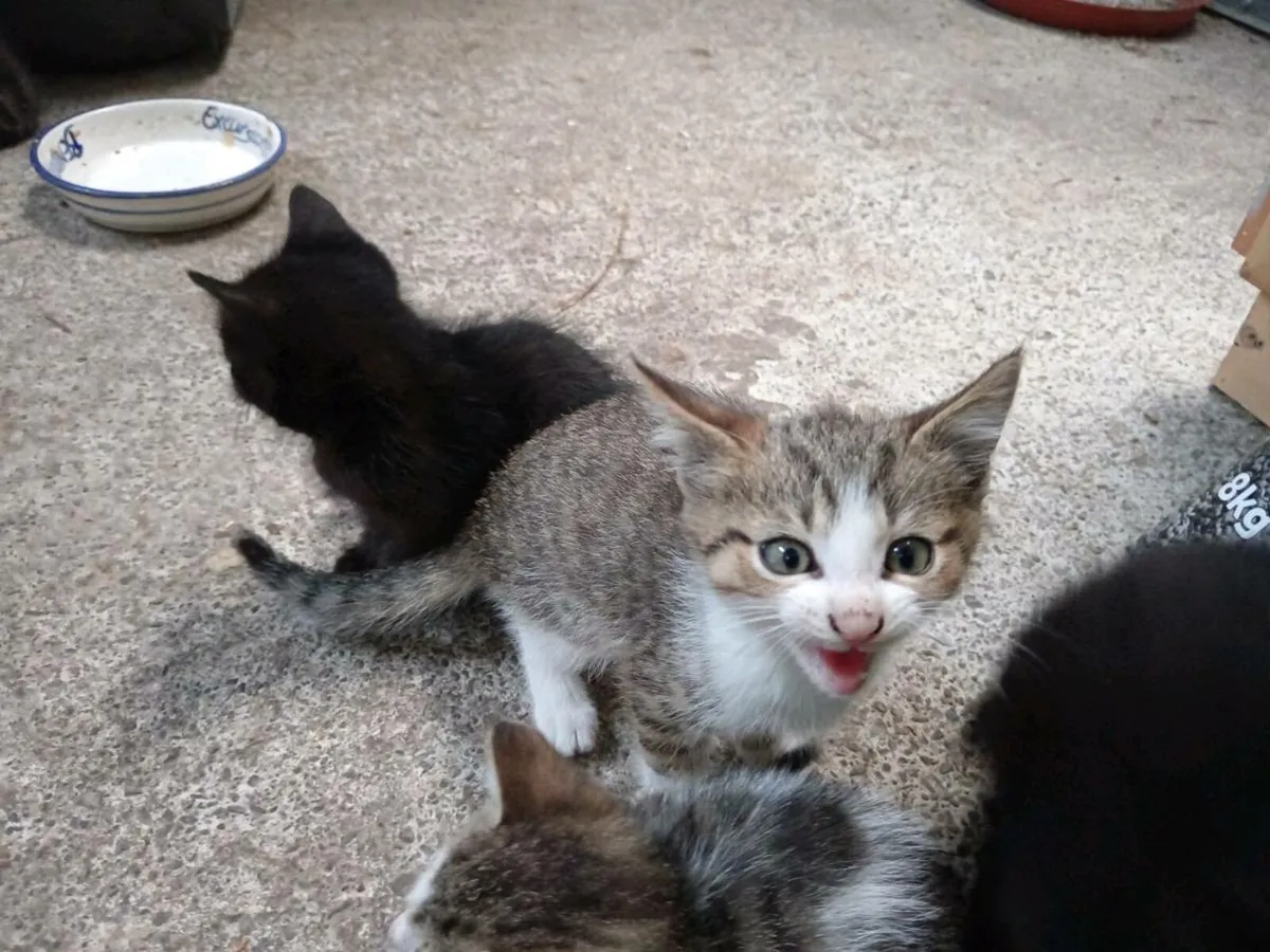 Kittens - Image 1