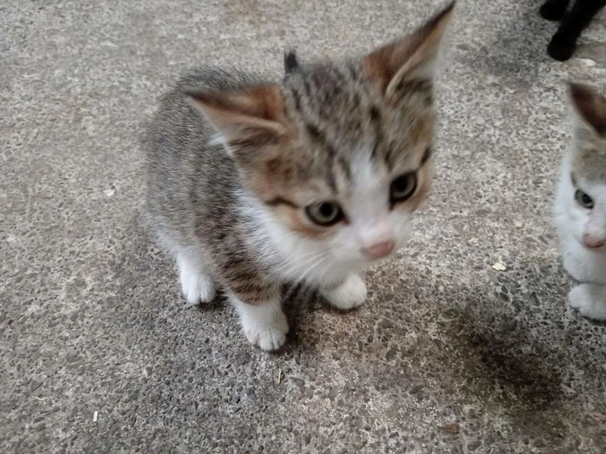 Kittens - Image 2