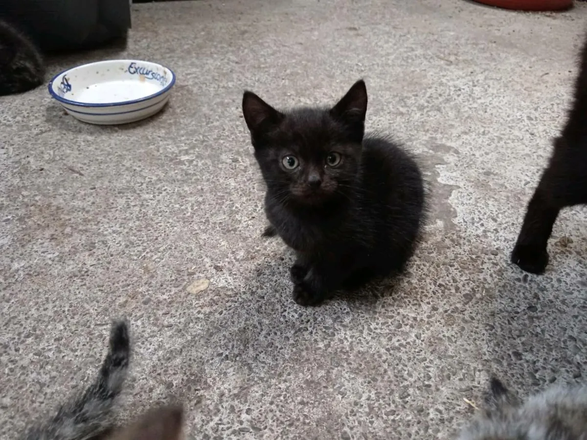 Kittens - Image 3