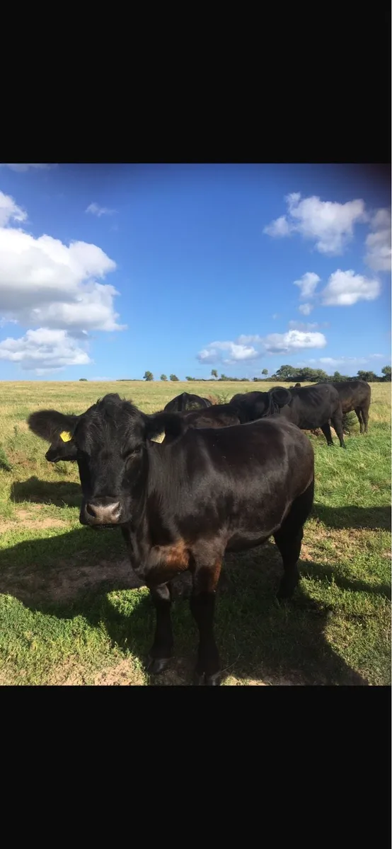 5 star Ped AA Heifers (maiden + incalf) - Image 1