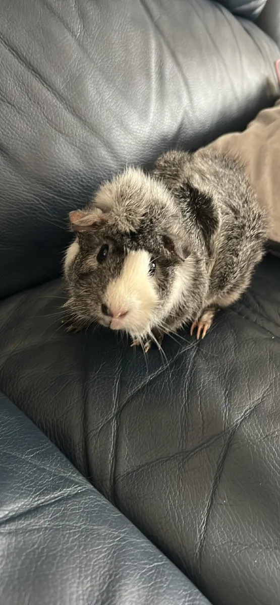 Guinea Pigs - Image 1