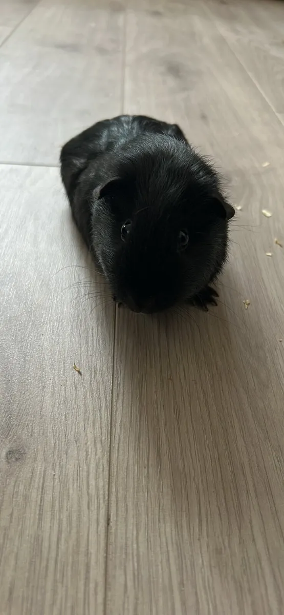 Guinea Pigs - Image 2