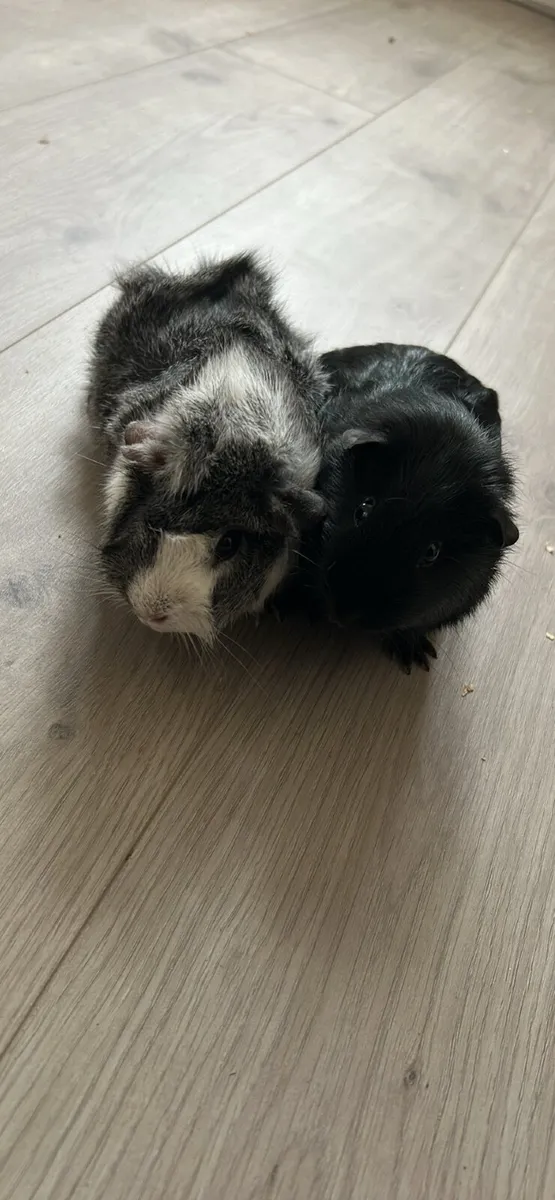 Guinea Pigs - Image 3