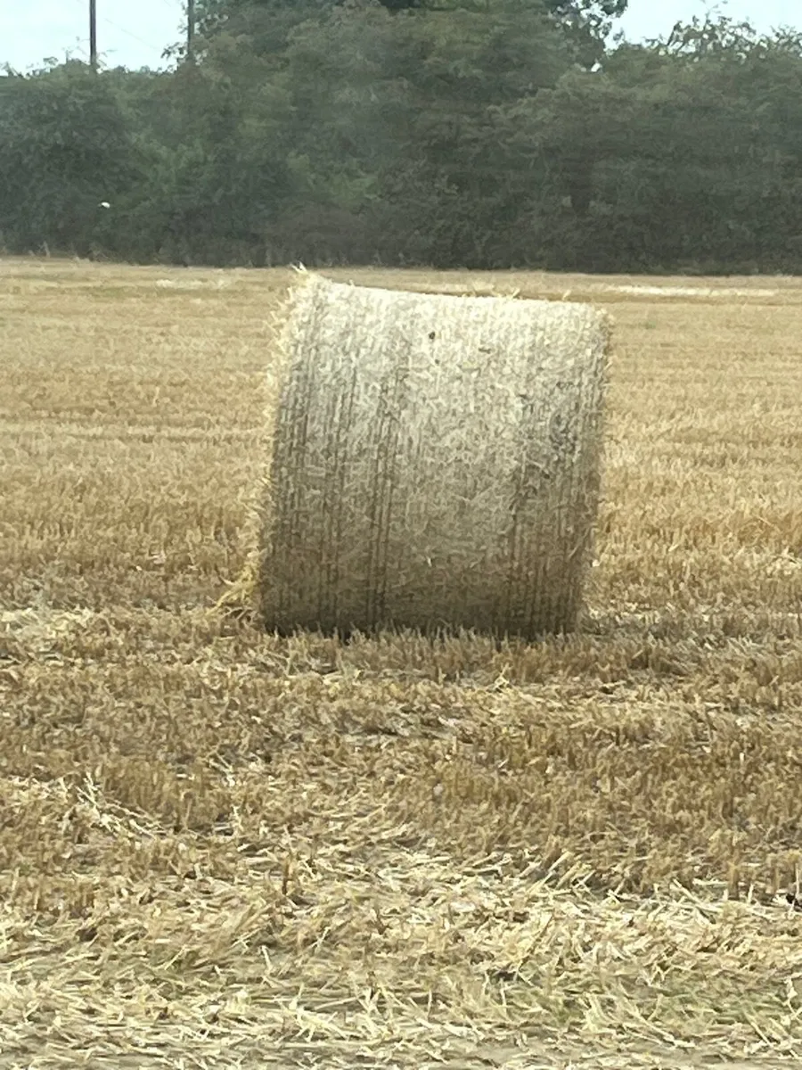 Wheaten straw feeding straw