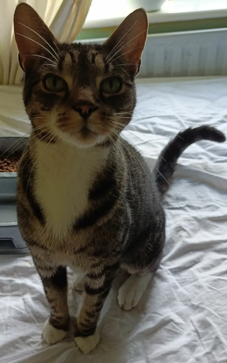 Free to good home - Beautiful male cat