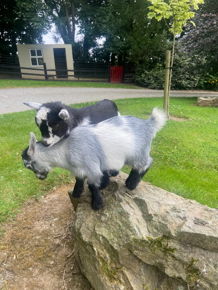 Pygmy goats - Image 1