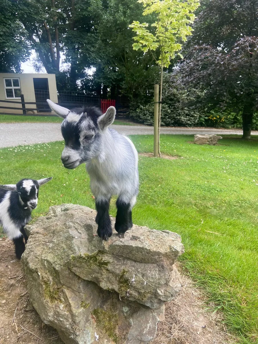 Pygmy goats - Image 2