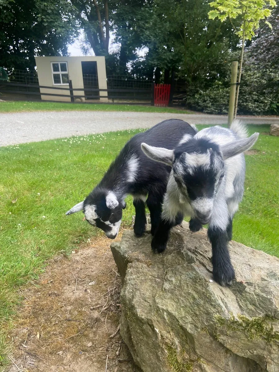 Pygmy goats - Image 3