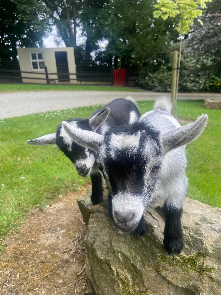 Pygmy goats - Image 4