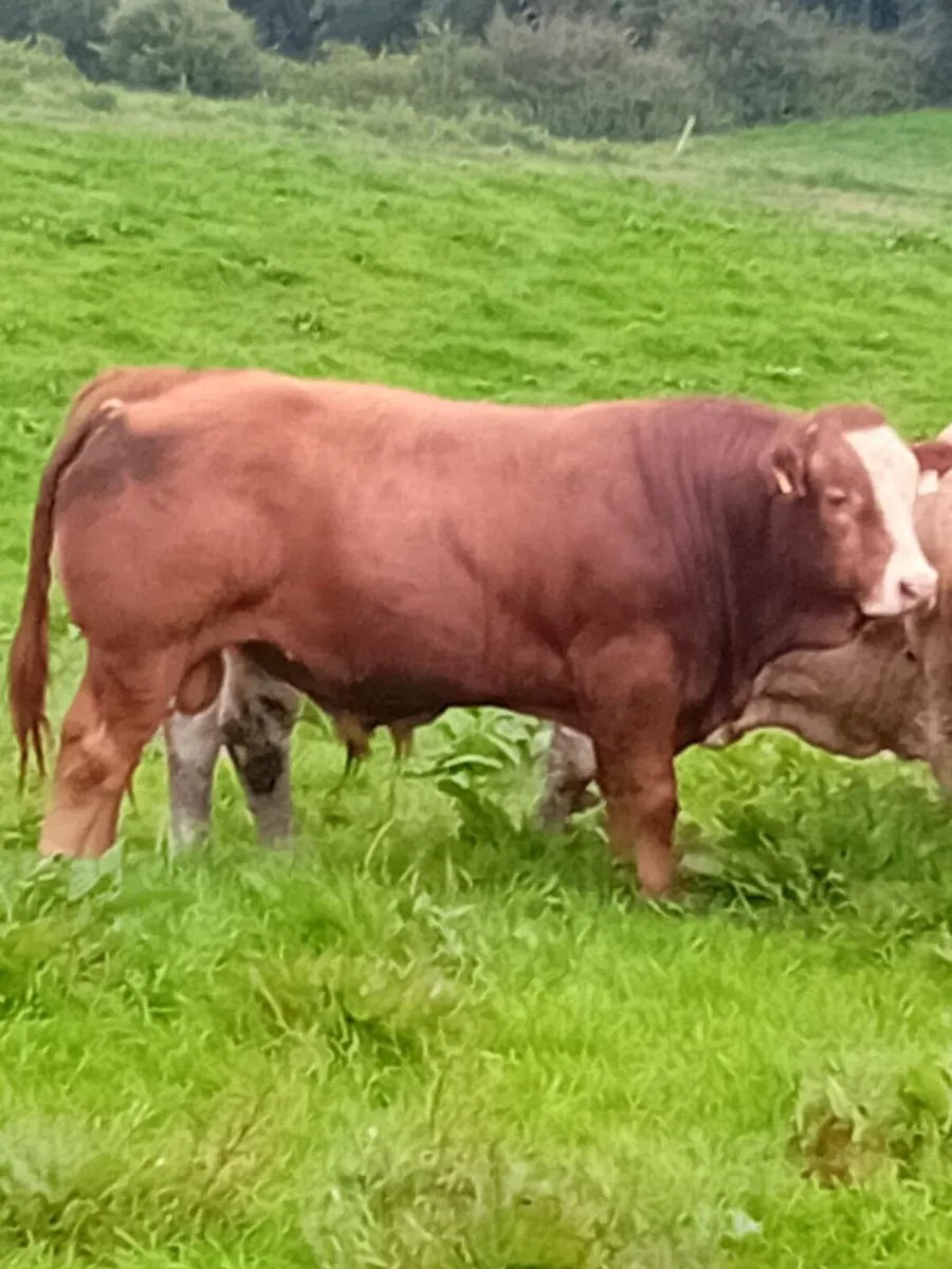 Top quality weanling bulls Gortathlea Wed 6th Aug - Image 1