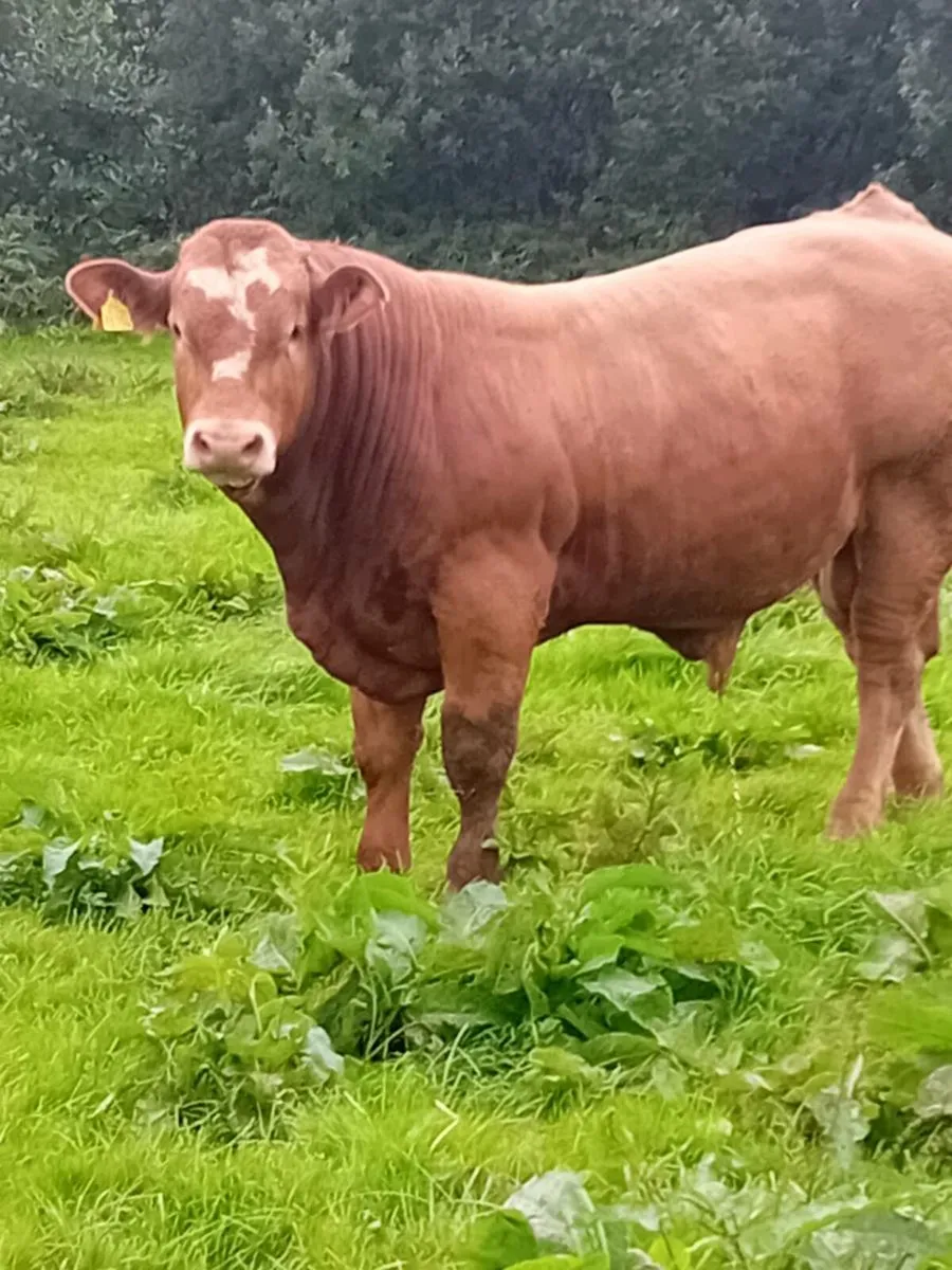 Top quality weanling bulls Gortathlea Wed 6th Aug - Image 2