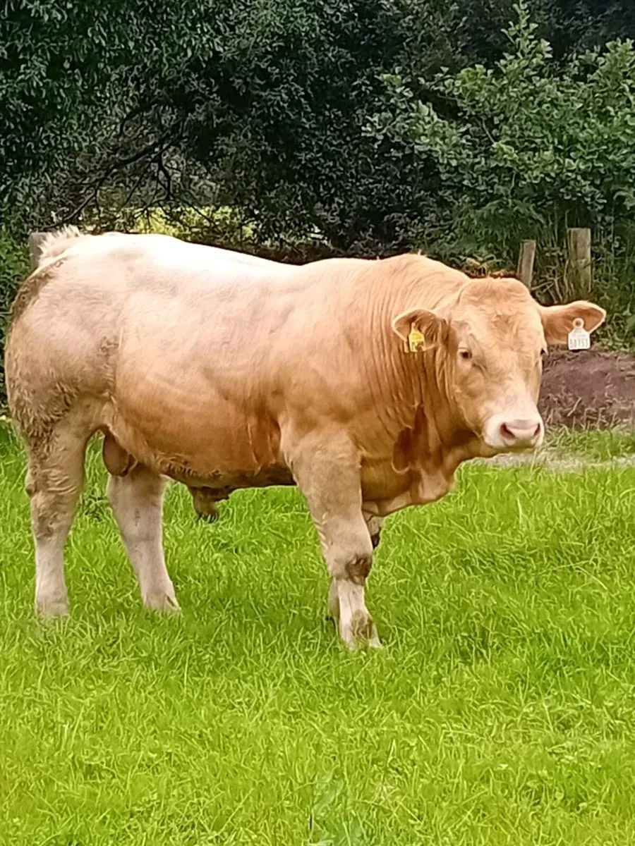 Top quality weanling bulls Gortathlea Wed 6th Aug - Image 3