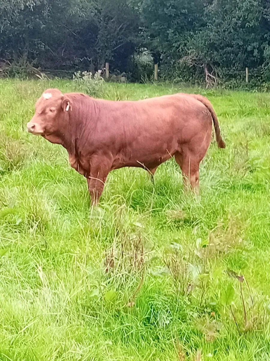 Top quality weanling bulls Gortathlea Wed 6th Aug - Image 4