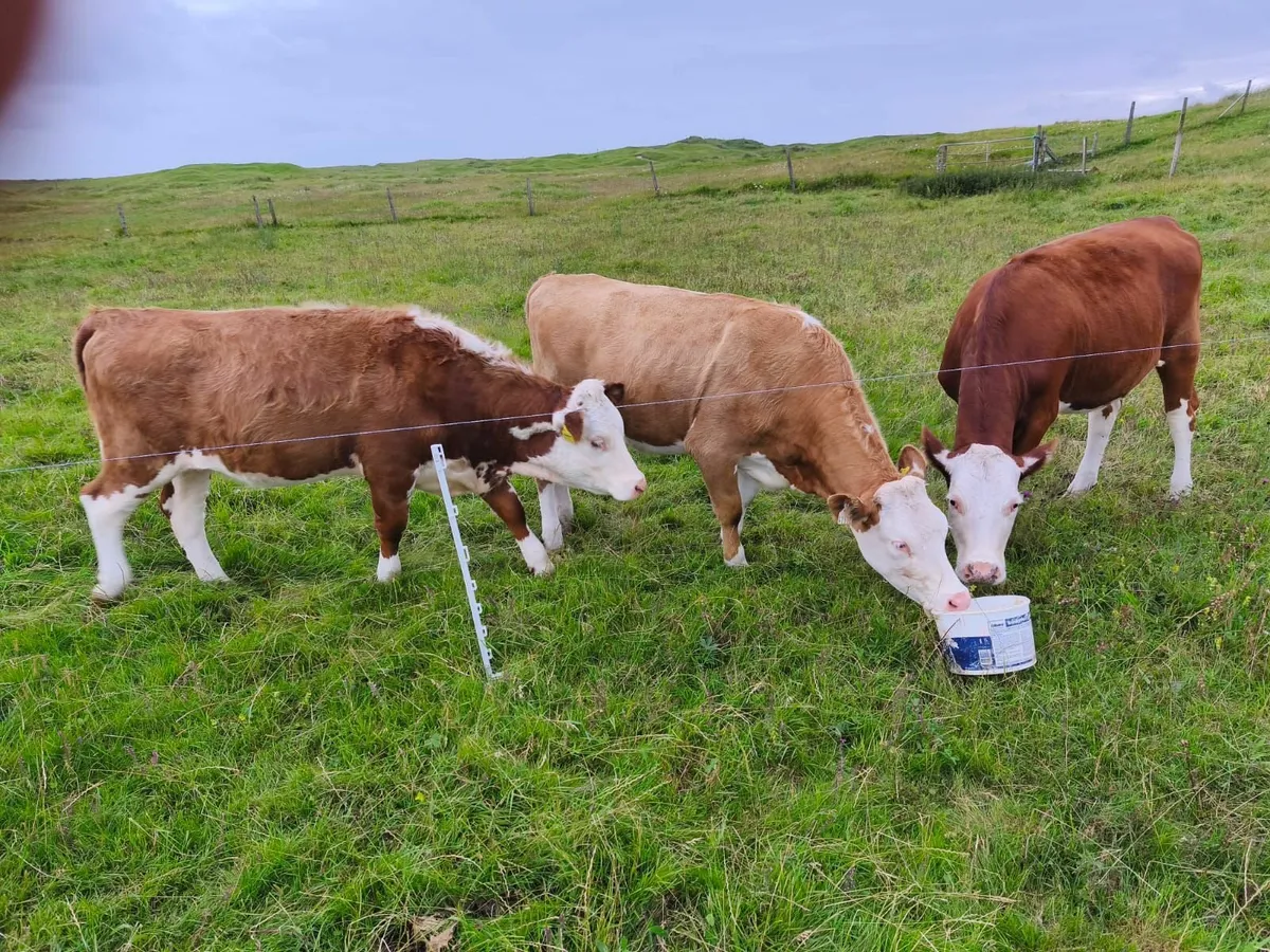 Heifers - Image 1