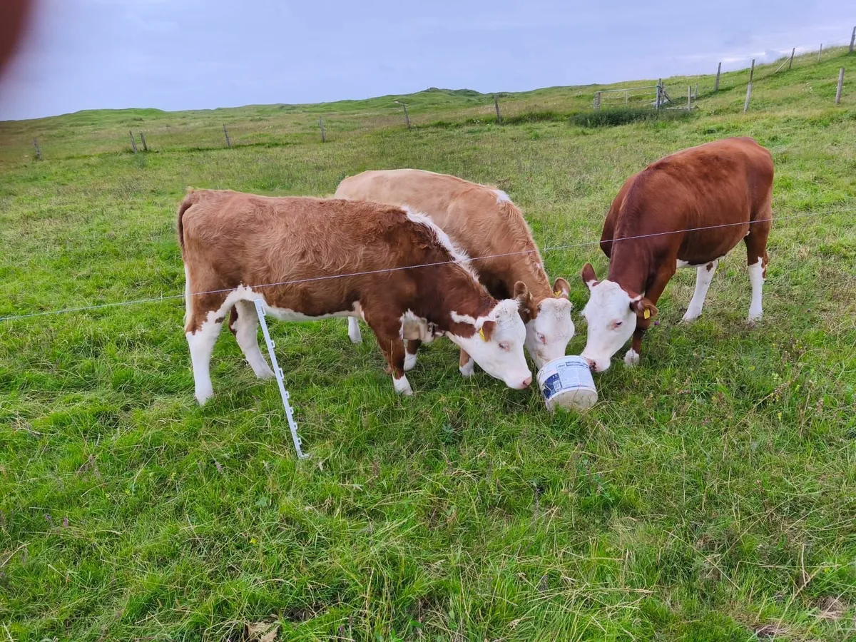 Heifers - Image 2