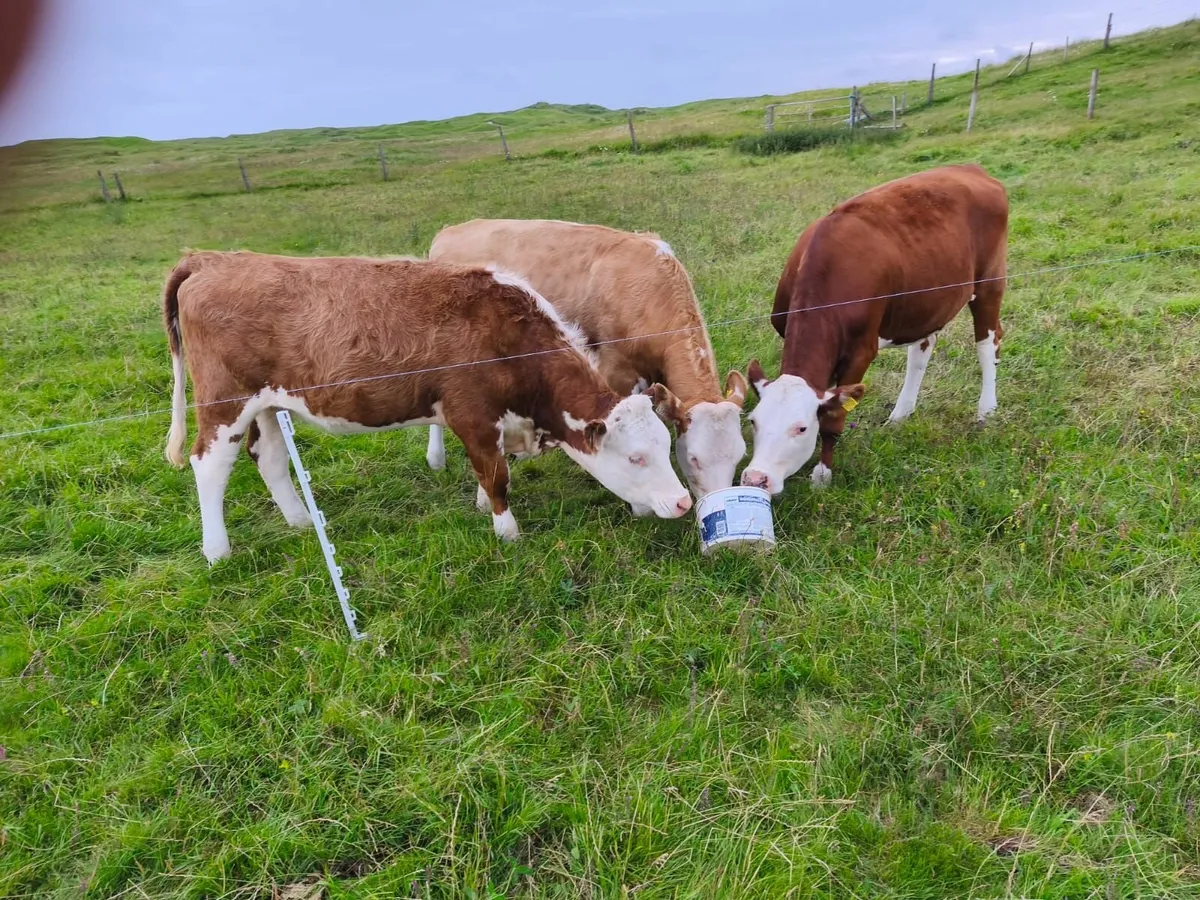 Heifers - Image 3